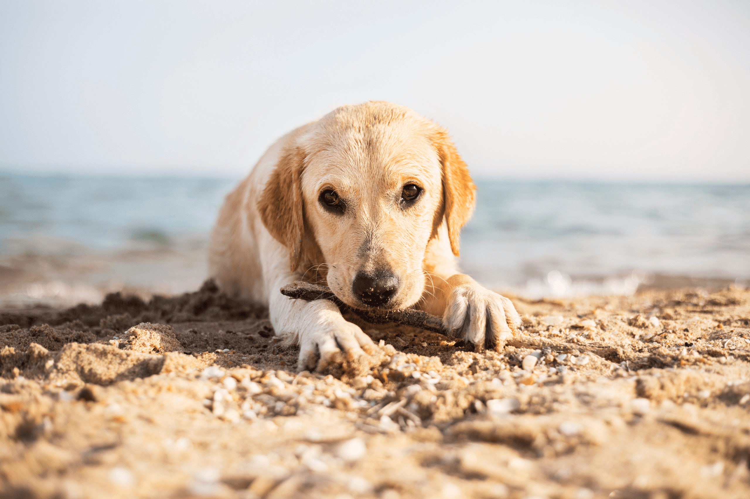 Hund an einem Strand